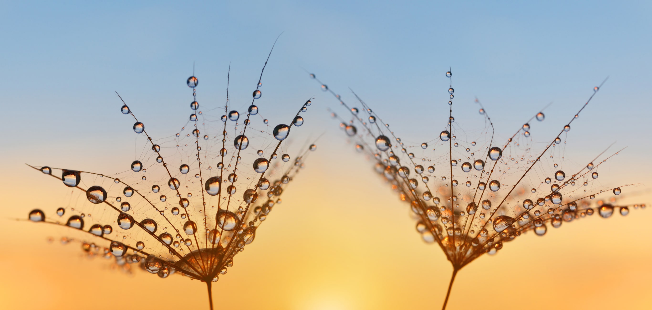 Wassertropfen auf Ast